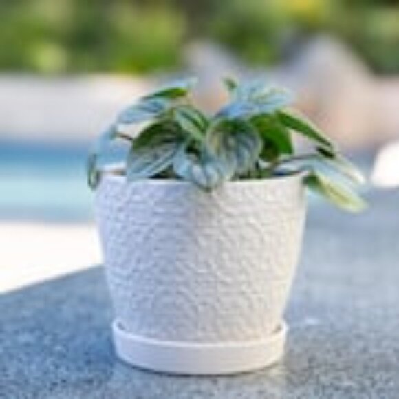 5.5 in. Chrysanthemum Small White Textured Ceramic Pot with Attached Saucer - Picture 2 of 2